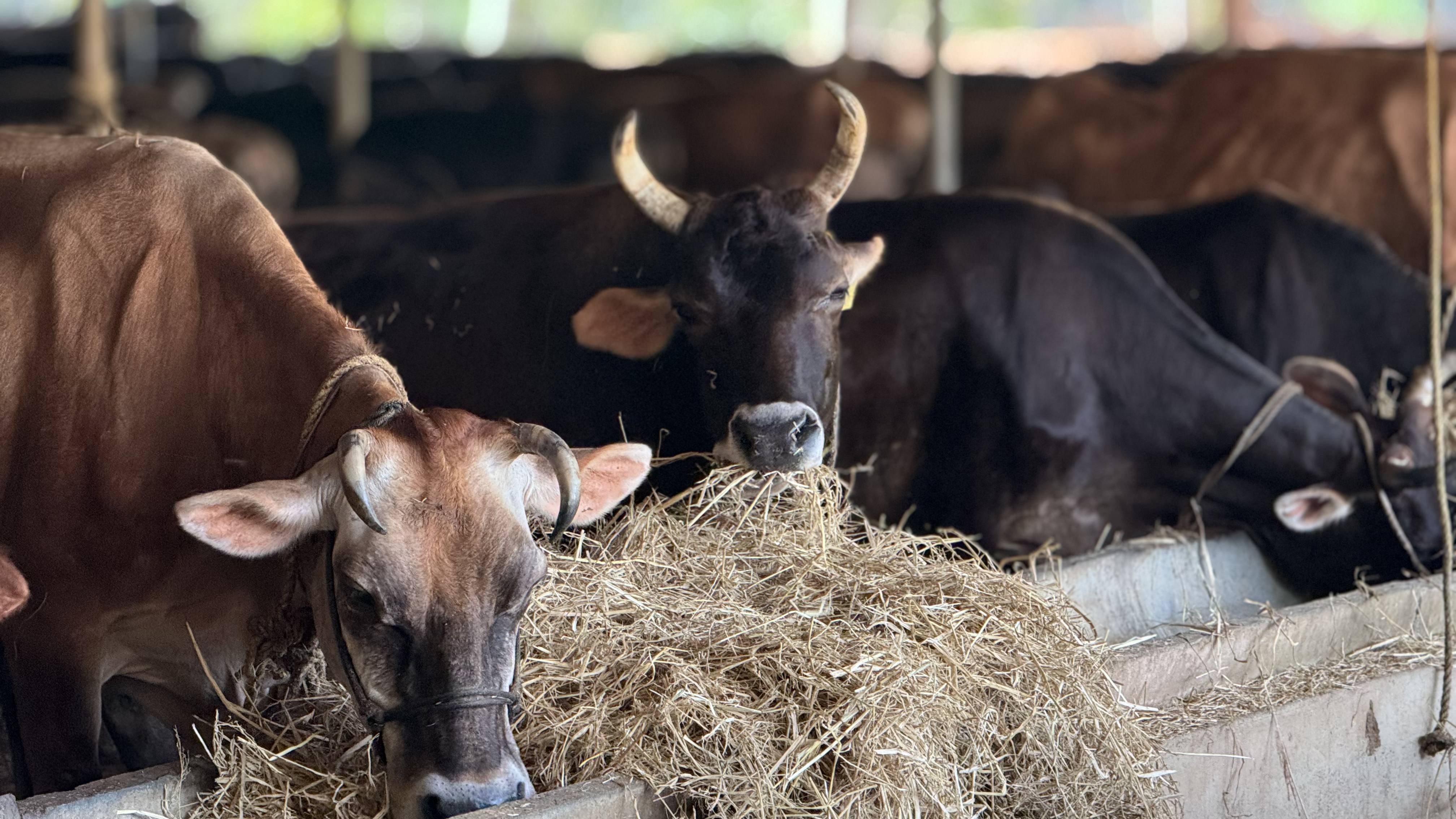 ಸೌಮ್ಯ ಹಸುಗಳ ಮೇಯುವಿಕೆ